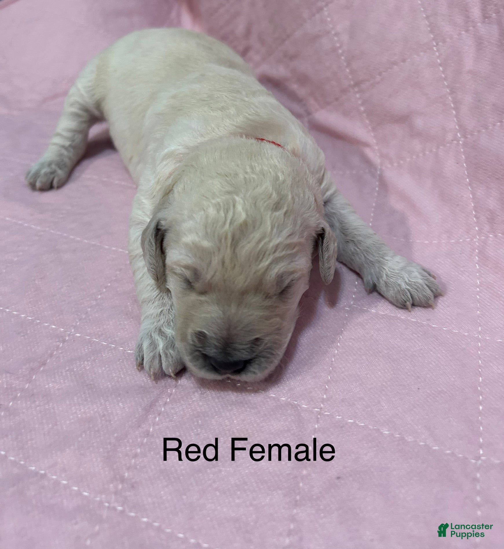 Goldendoodle dogs Red Female Goldendoodle  - Ad 16