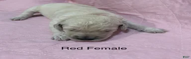 Red Female Goldendoodle 