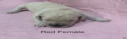 Goldendoodle dogs for sale: Red Female Goldendoodle  - Ad 1