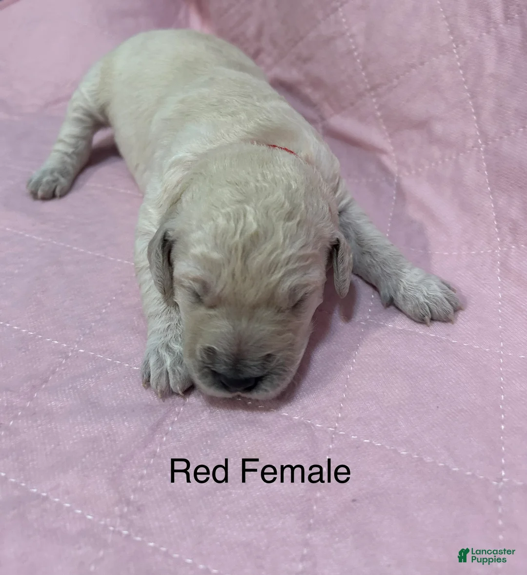 Goldendoodle dogs for sale: Red Female Goldendoodle  - Ad 1