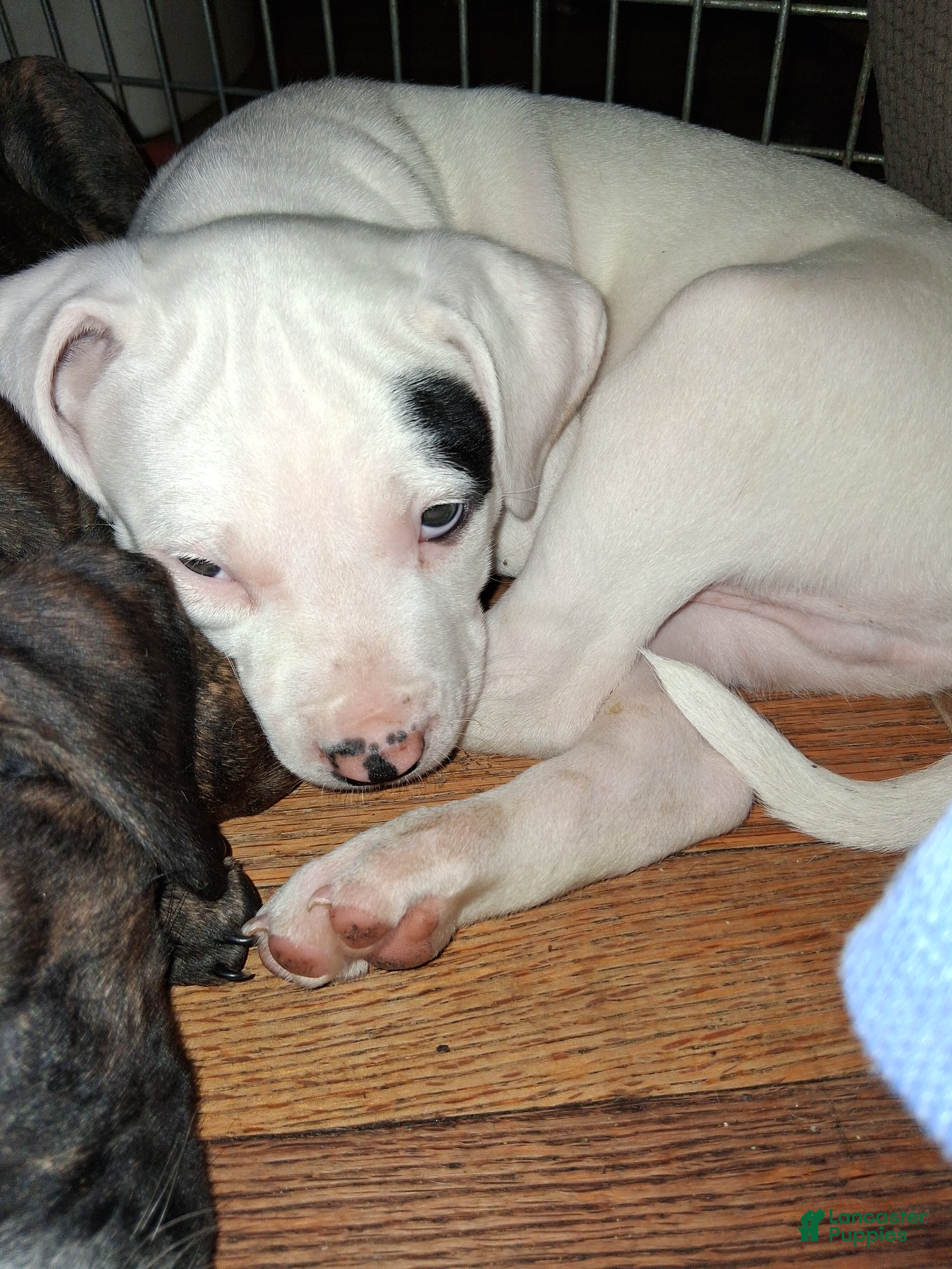 Mixed Breed dogs Mixed Breed Puppy 2 - Ad 18