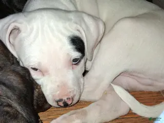 Mixed Breed dogs Mixed Breed Puppy 2 - Ad 30