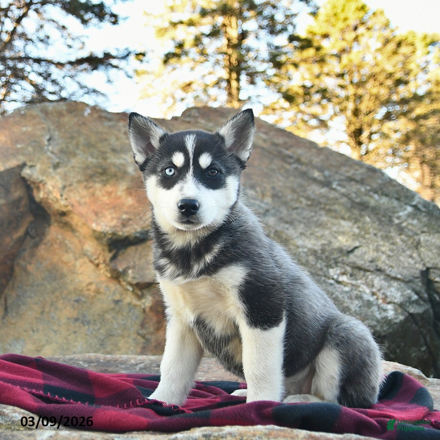 Gerberian Shepsky dogs Jewels  - Ad 1