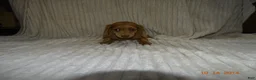 Miniature Dachshund dogs for sale: lola - Ad 6
