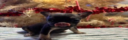 French Bulldog dogs for sale: Sixx - Ad 2