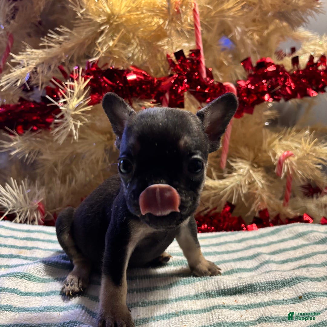 French Bulldog dogs for sale: Sixx - Ad 2