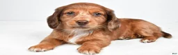 Miniature Dachshund dogs for sale: Letti - Ad 6