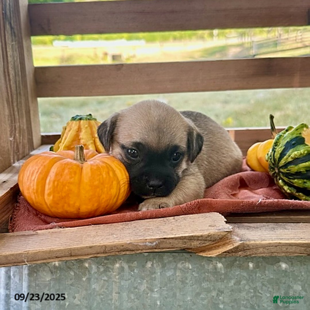 Jug dogs for sale: Leaf - Ad 8