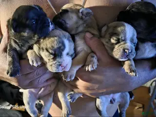 French Bulldog dogs French Bulldog Puppy 1 - Ad 10