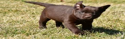 Labrador Retriever dogs for sale: Jenna - Ad 8