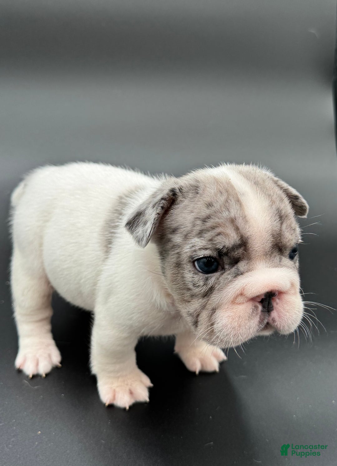 French Bulldog dogs for sale: French Bulldog Puppy 2 - Ad 6
