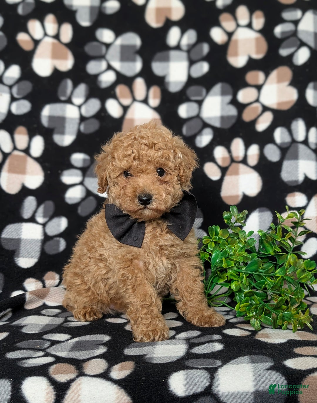 Toy Poodle dogs for sale: Walcott - Ad 2