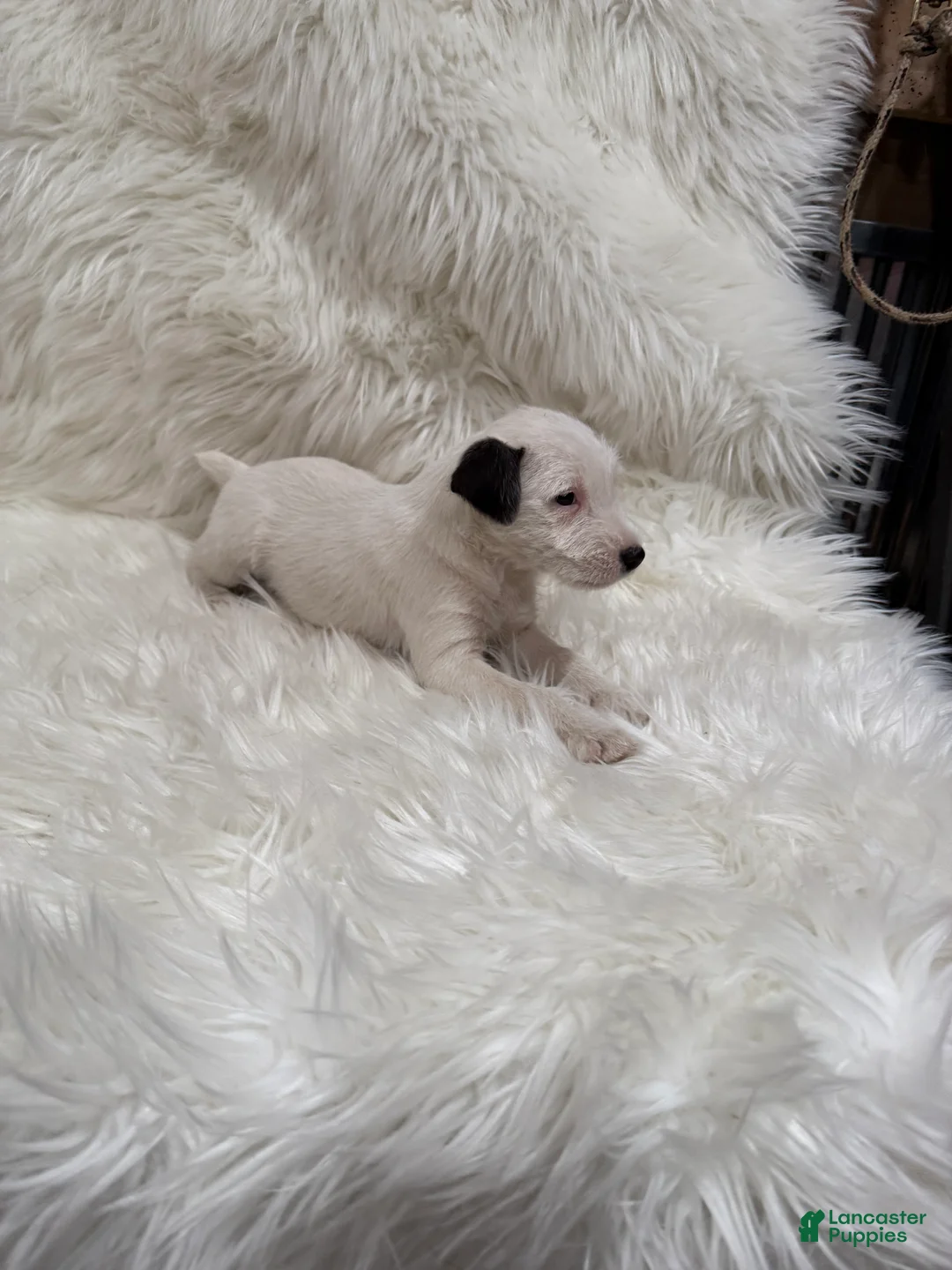 Jack Russell Terrier dogs for sale: Snow White Puppy 2 - Ad 3