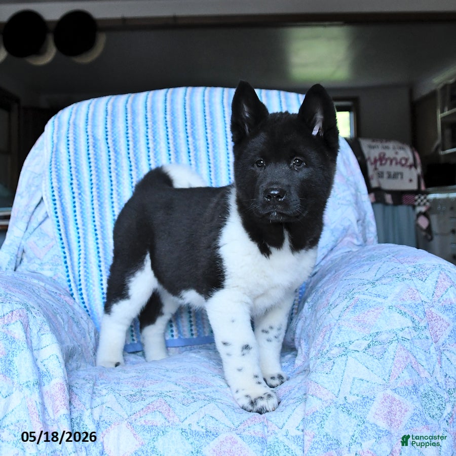 Akita dogs Sparkle - Ad 2