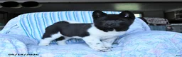 Akita dogs for sale: Sparkle - Ad 4