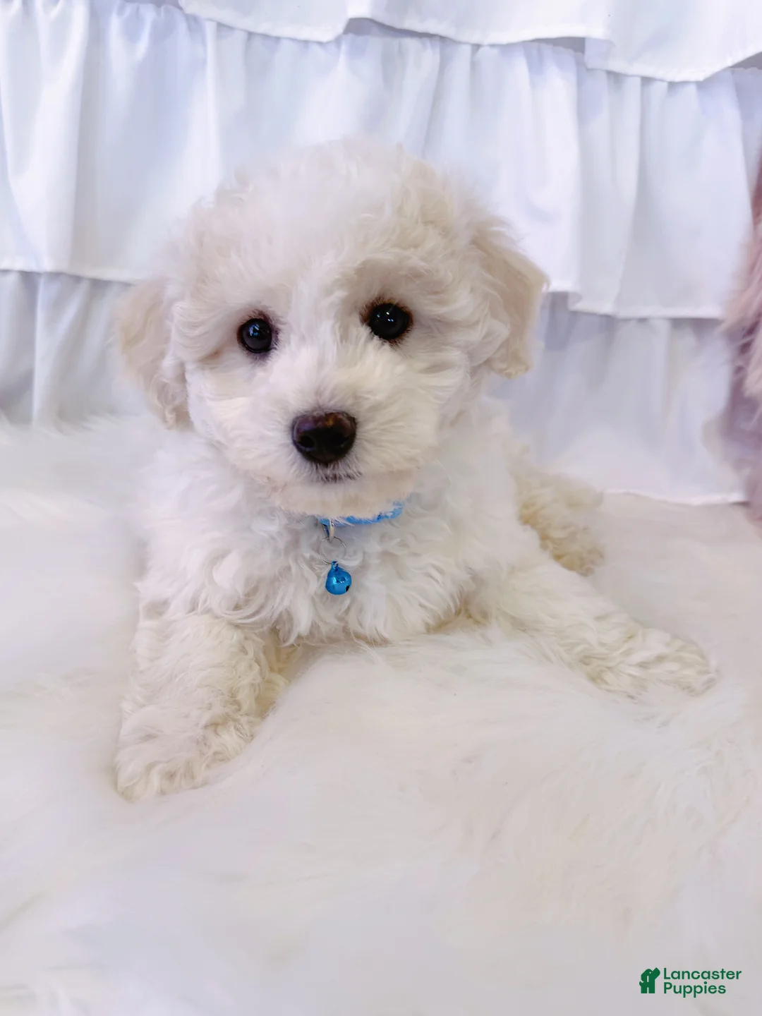Bichon Frise dogs for sale: ❤️Teddy❤️ - Ad 1