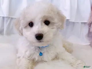 Bichon Frise dogs ❤️Teddy❤️ - Ad 9
