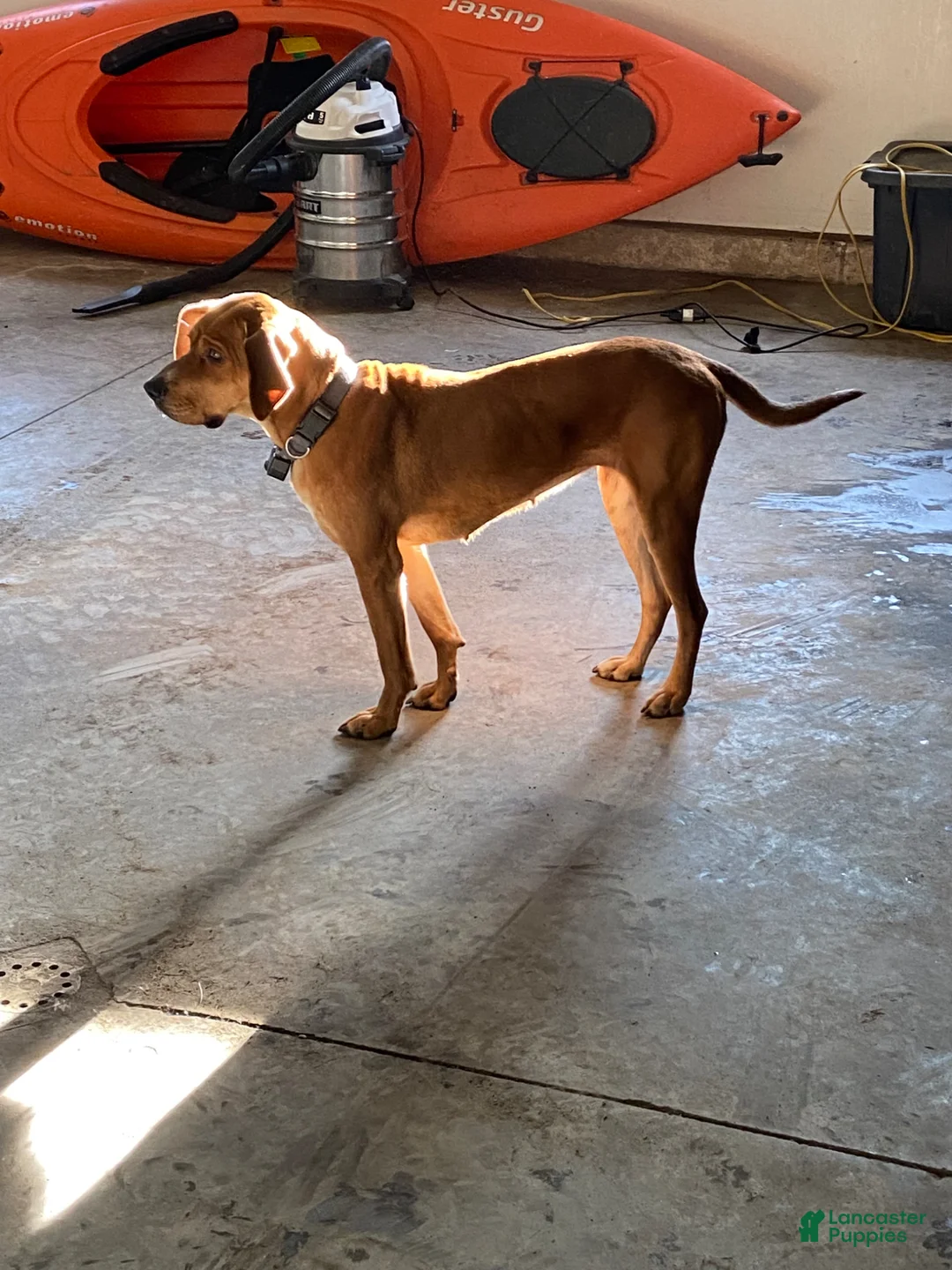 Mixed Breed dogs for sale: Mixed Breed Puppy 1 - Ad 2