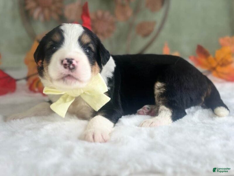 Bernedoodle dogs Irwin - Ad 2