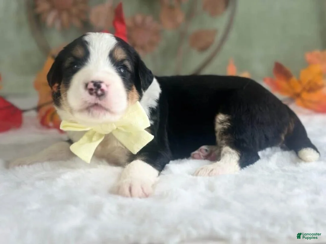 Bernedoodle dogs for sale: Irwin - Ad 2