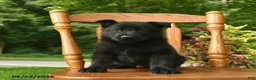 German Shepherd dogs for sale: Bear  - Ad 3