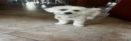Coton De Tulear dogs for stud: Bernie Tulear  - Ad 4