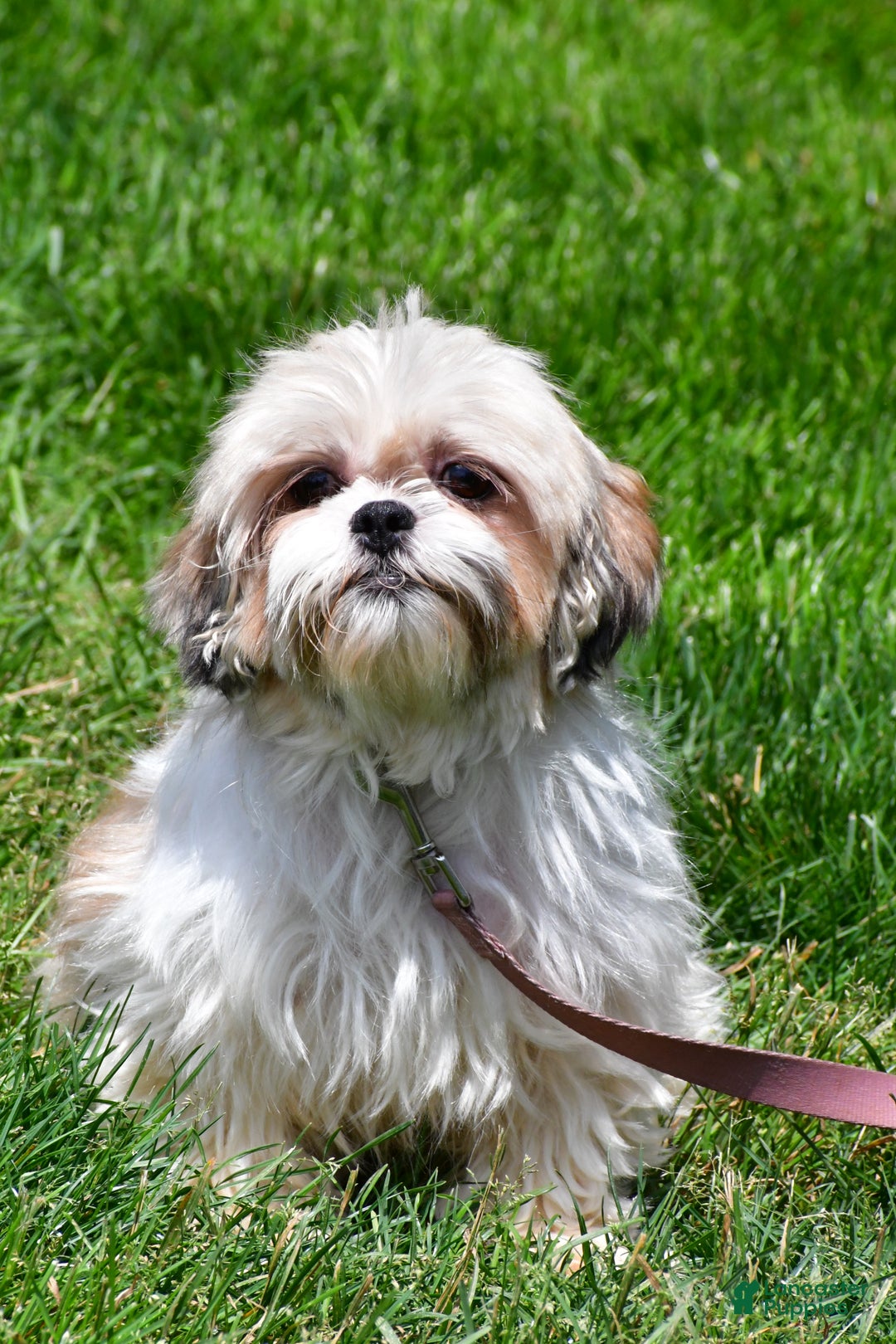 Shih Tzu dogs for sale: Riley - Ad 8