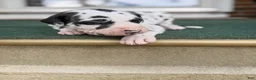 Great Dane dogs for sale: Harley  - Ad 3