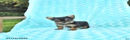 Yorkshire Terrier dogs for sale: Lori - Ad 3