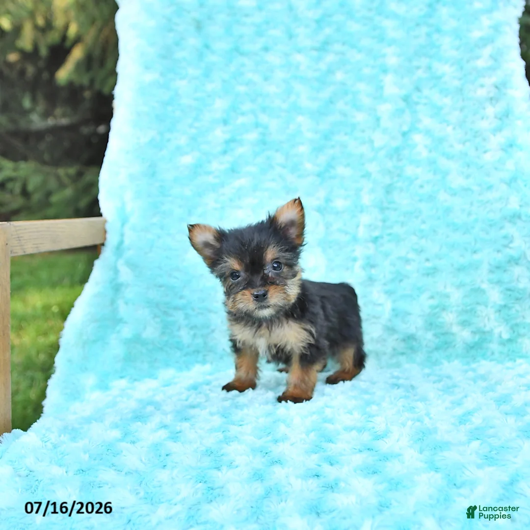 Yorkshire Terrier dogs for sale: Lori - Ad 3
