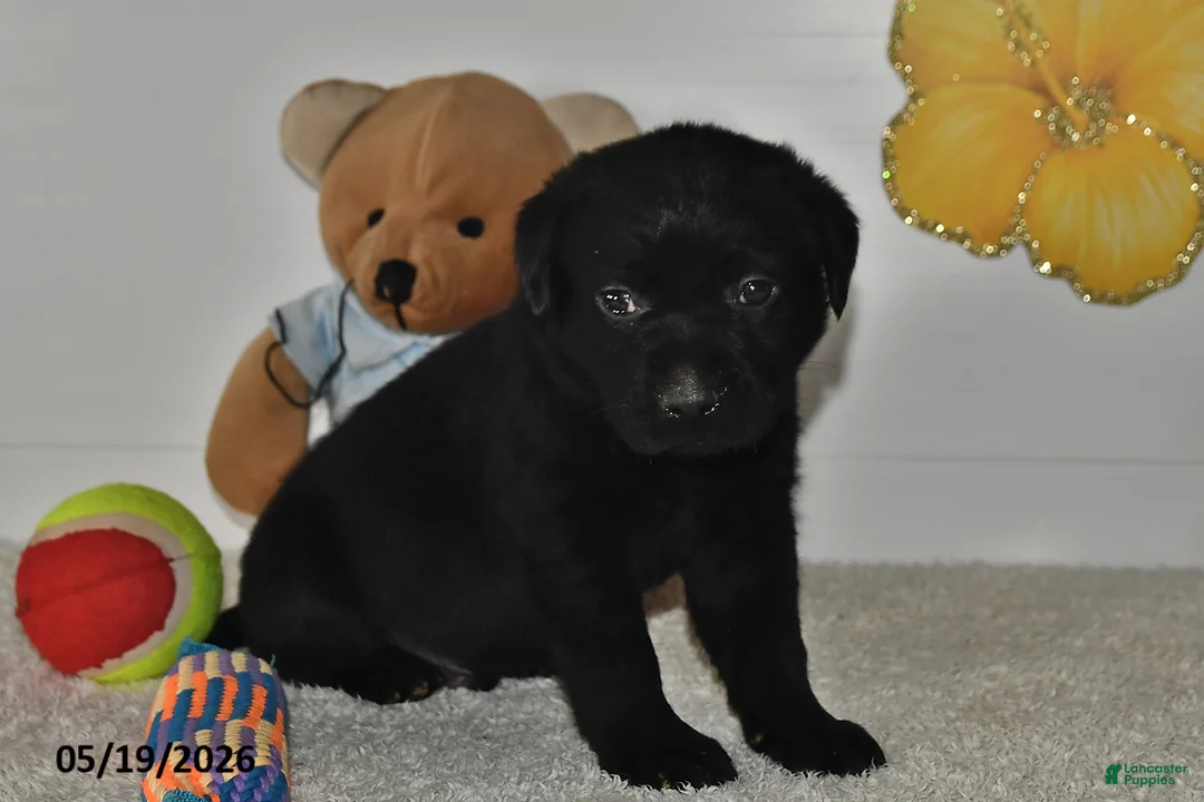 Labrador Retriever dogs for sale: Rasal - Ad 1