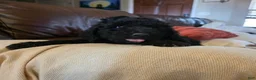 Mini Goldendoodle dogs for sale: Pink - Ad 3