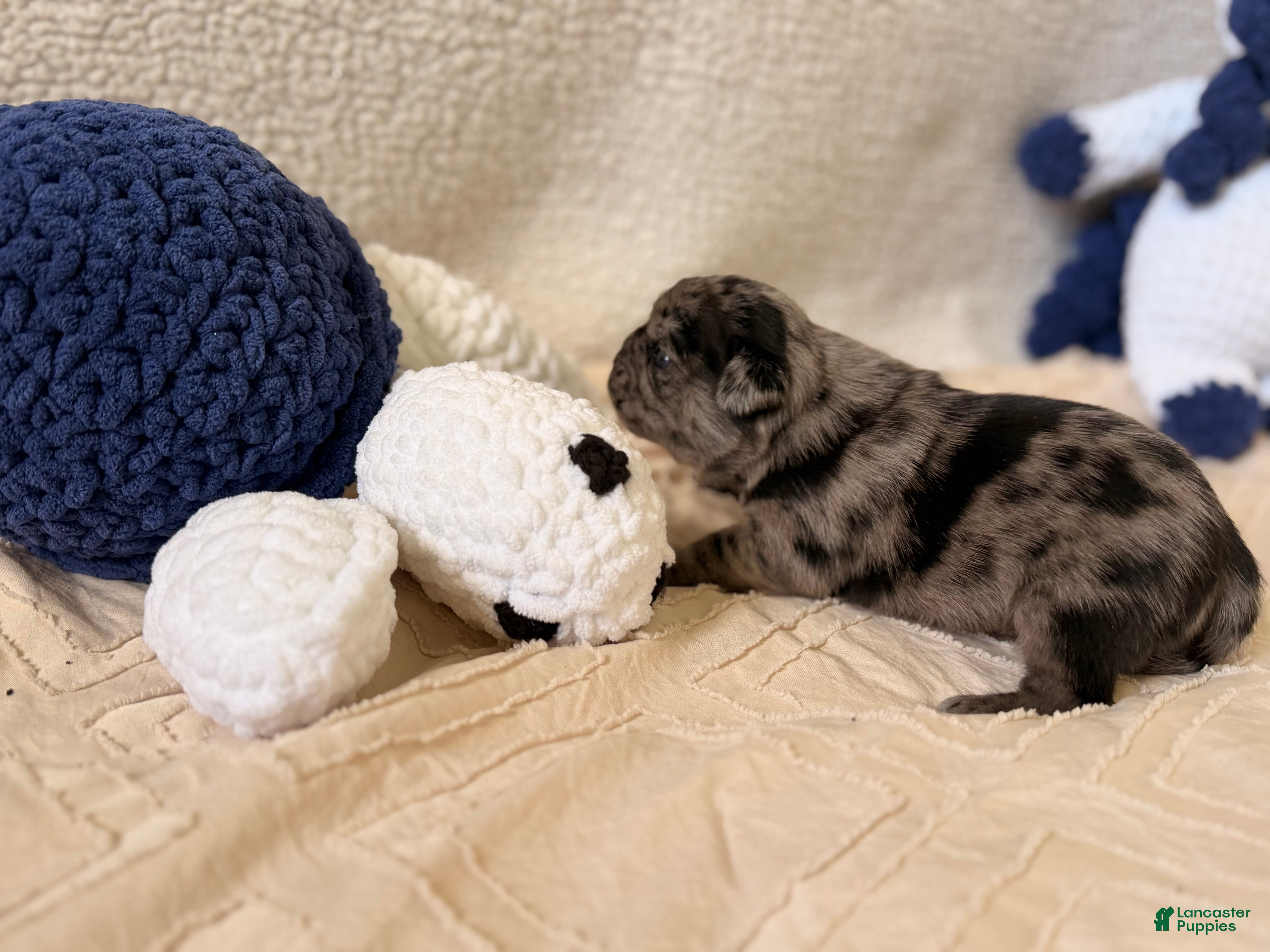 Pug dogs Pug Puppy 3 Henry - Ad 1