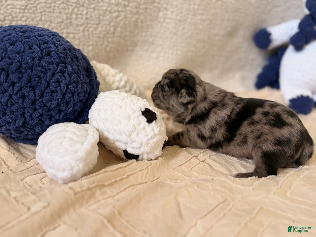 Pug dogs for sale: Pug Puppy 3 Henry - Ad 1