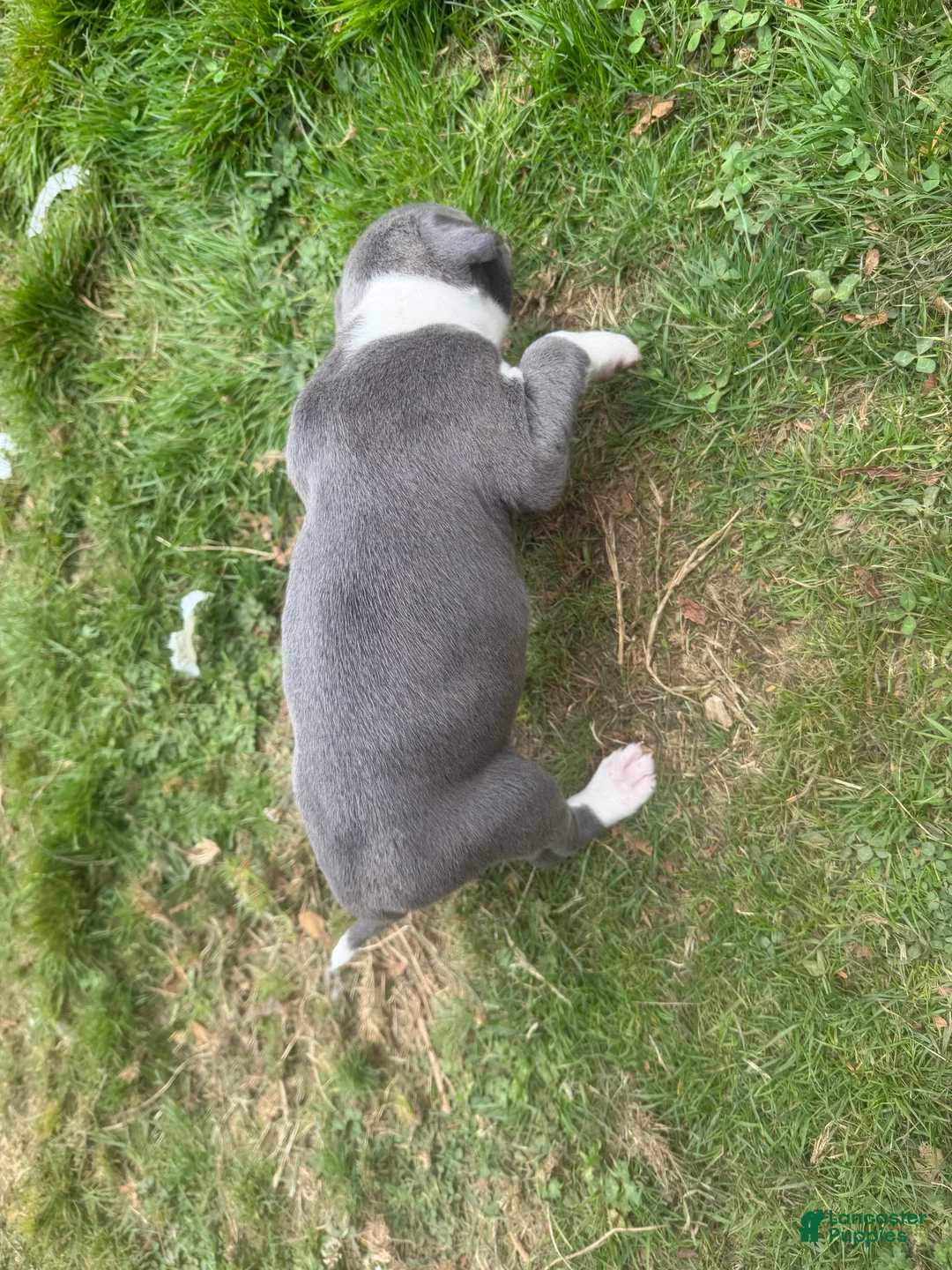 Mixed Breed dogs for sale: Mixed Breed 7 - Ad 2