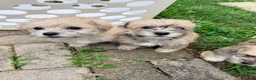 Mixed Breed dogs for sale: Mixed Breed Puppy 4 - Ad 3