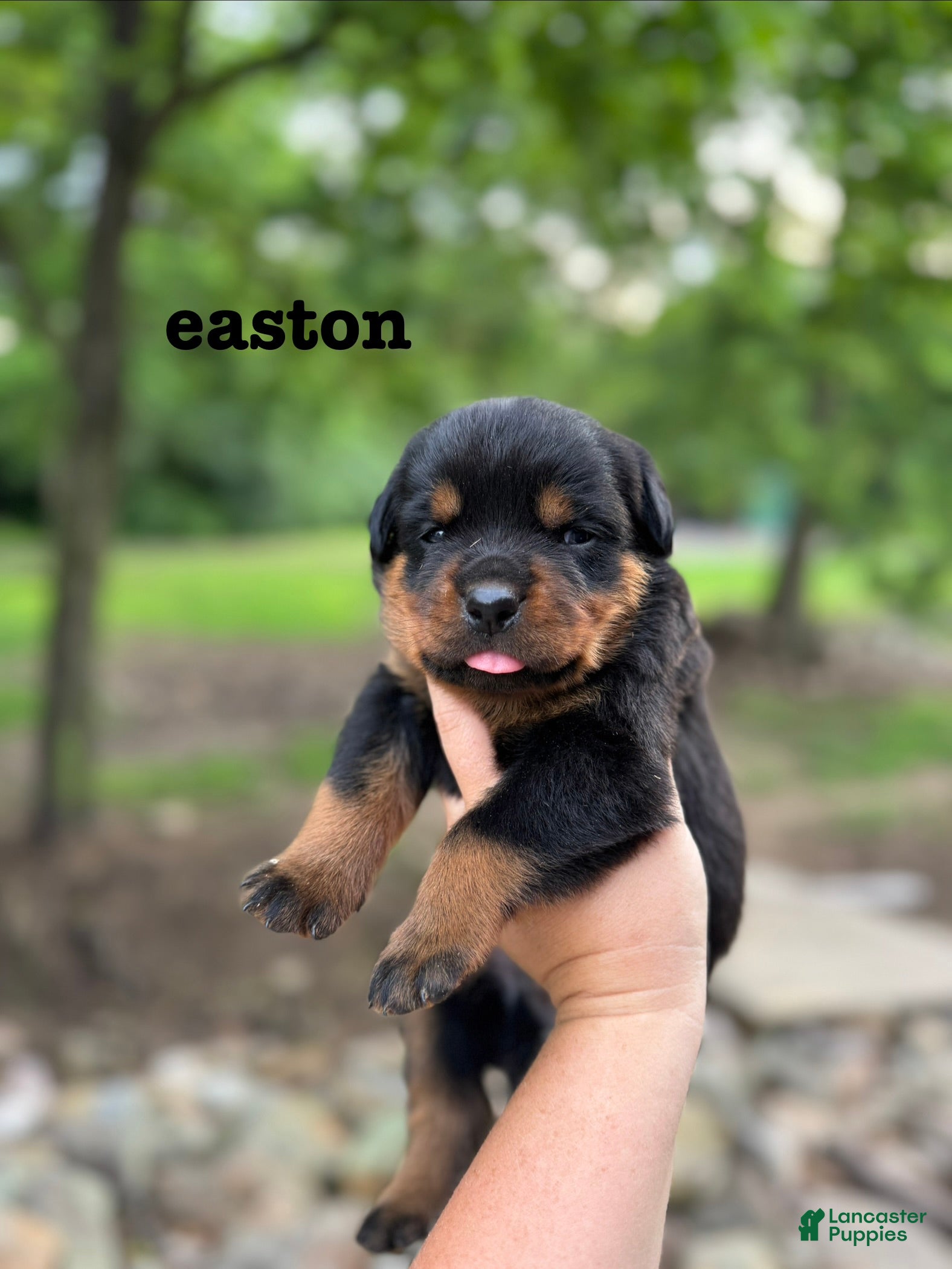 Rottweiler dogs Easton  - Ad 1