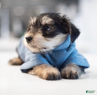 Mixed Breed dogs Mixed Breed Puppy 2 - Ad 2