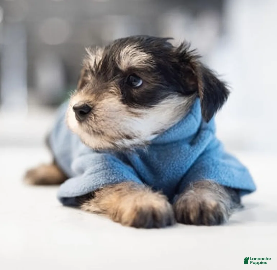 Mixed Breed dogs for sale: Mixed Breed Puppy 2 - Ad 2