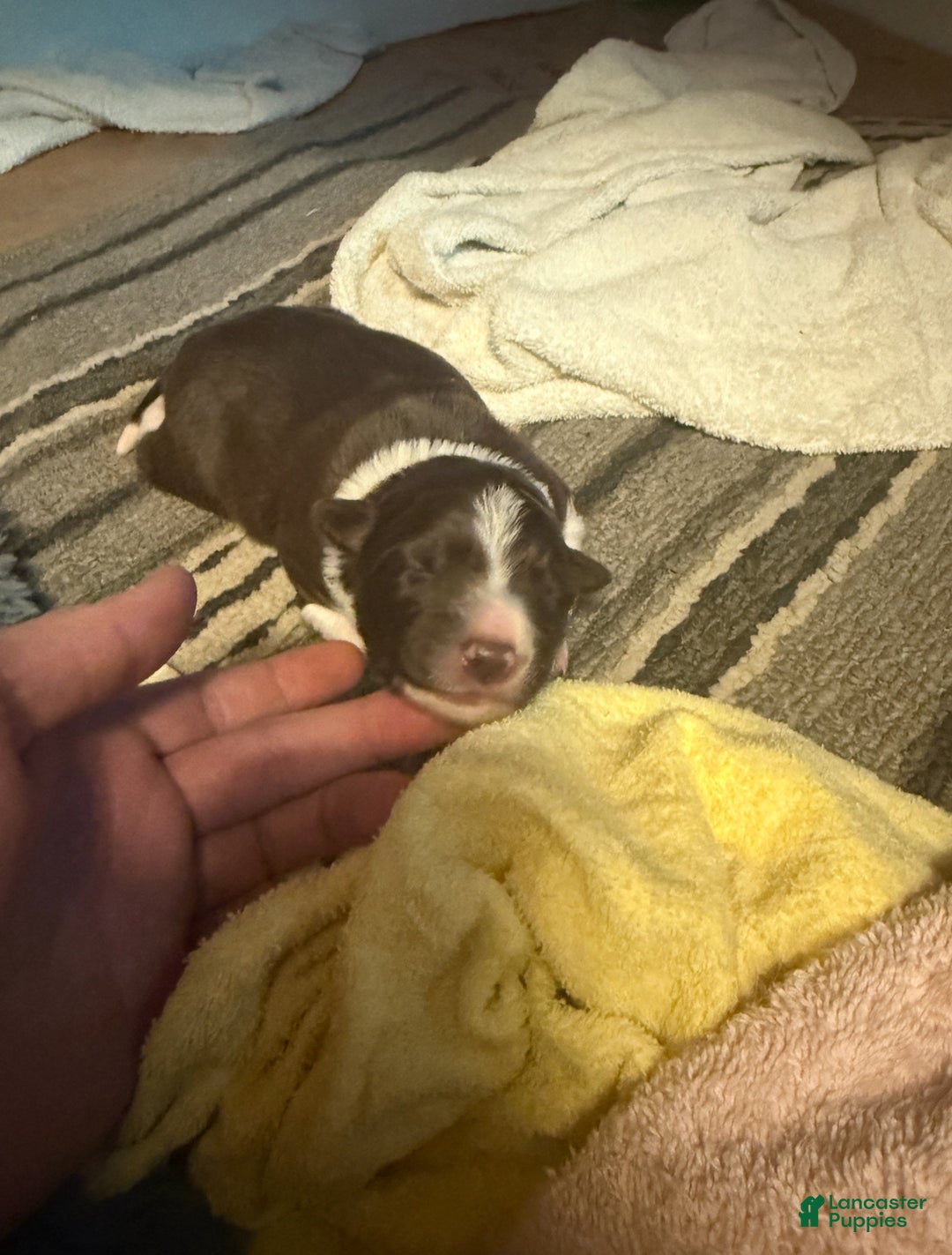 Border Collie dogs for sale: Border Collie Puppy 1 - Red - Ad 8