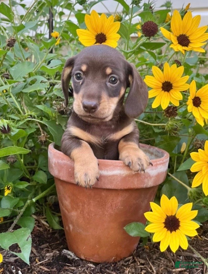 Dachshund dogs Captain❤️AKC Reg  - Ad 16