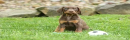 Doberman Pinscher dogs for sale: Dash (Red Rust) 🐶 - Ad 7
