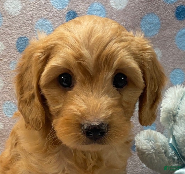 Cavapoo dogs Oscar - Ad 2