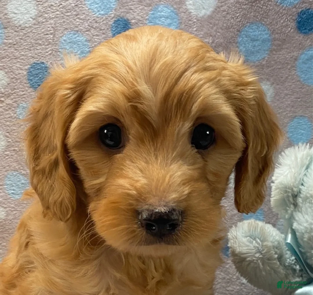 Cavapoo dogs for sale: Oscar - Ad 2