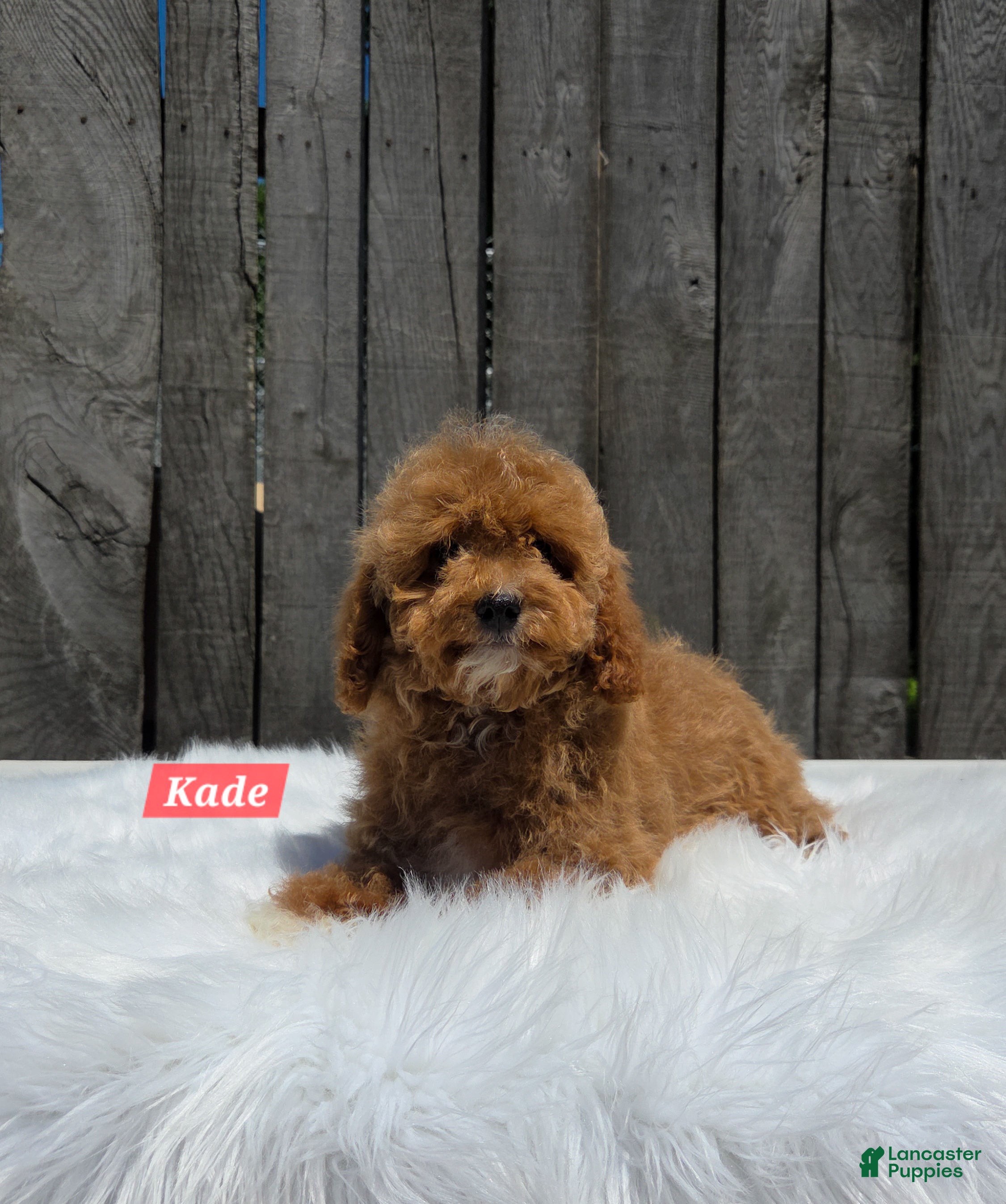 Cavapoo dogs for sale: Kade - Ad 3