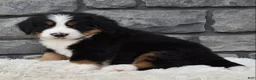 Bernese Mountain Dog dogs for sale: Brady - Ad 5