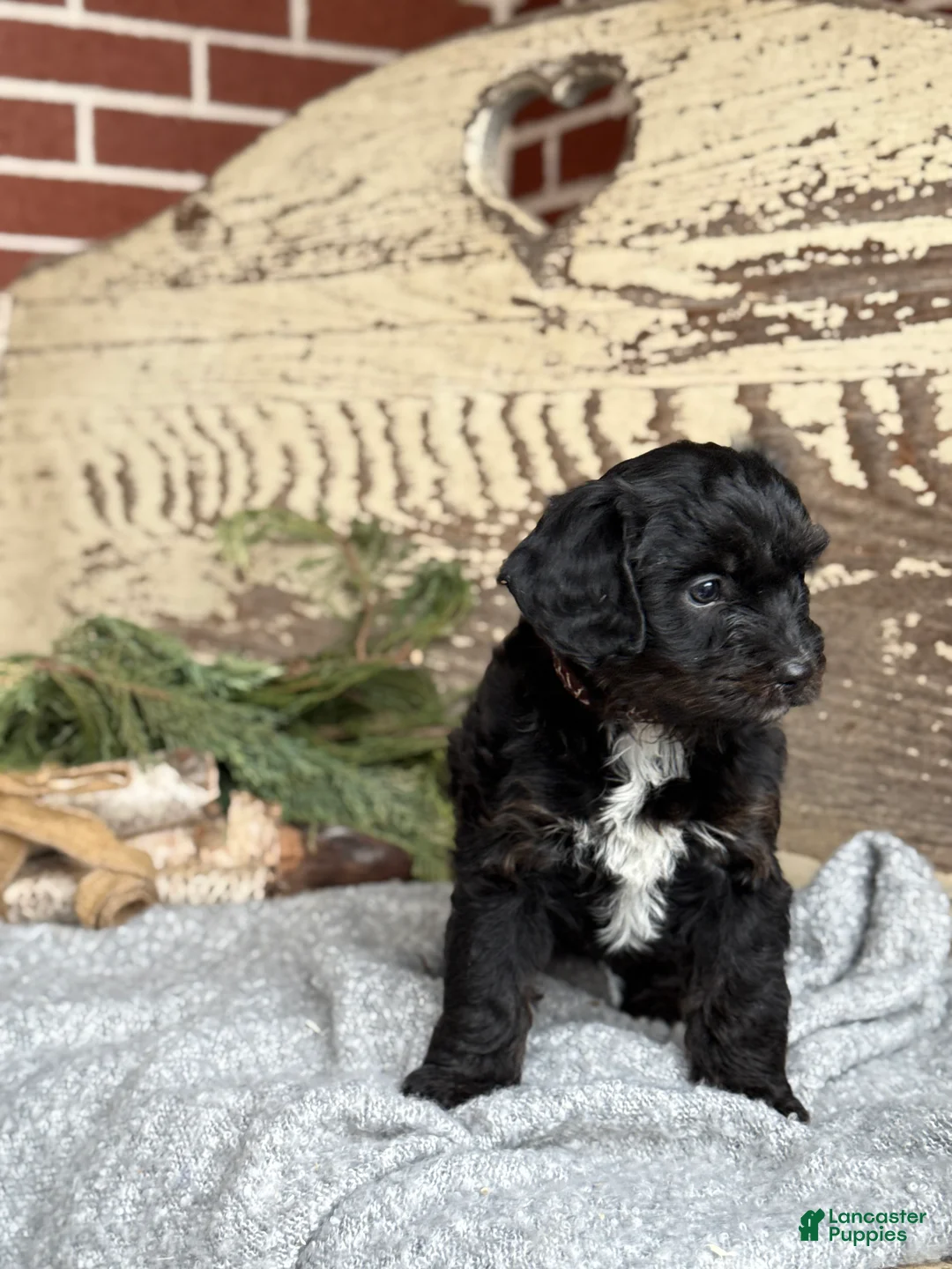 Mixed Breed dogs for sale: Wheeler - Ad 12