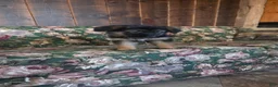 German Shepherd dogs for sale: Heather - Ad 7