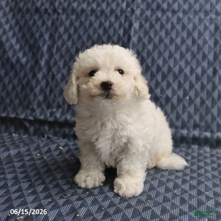 Bichon Frise dogs Ben - Ad 2