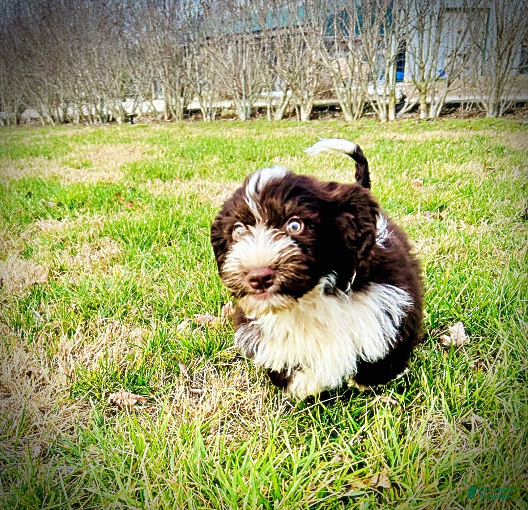 Havapoo dogs for sale: Pilot - Ad 14